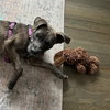 Ashe - ADOPTED 01.31.24