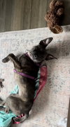 Ashe - ADOPTED 01.31.24