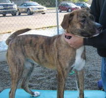 Zoey - ADOPTED 12.26.09