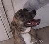 Zoey - ADOPTED 12.26.09