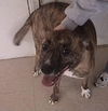 Zoey - ADOPTED 12.26.09