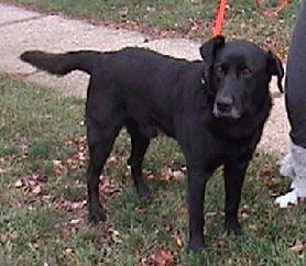 Midnight-adopted 4/11/10