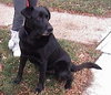 Midnight-adopted 4/11/10