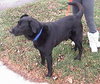 Midnight-adopted 4/11/10