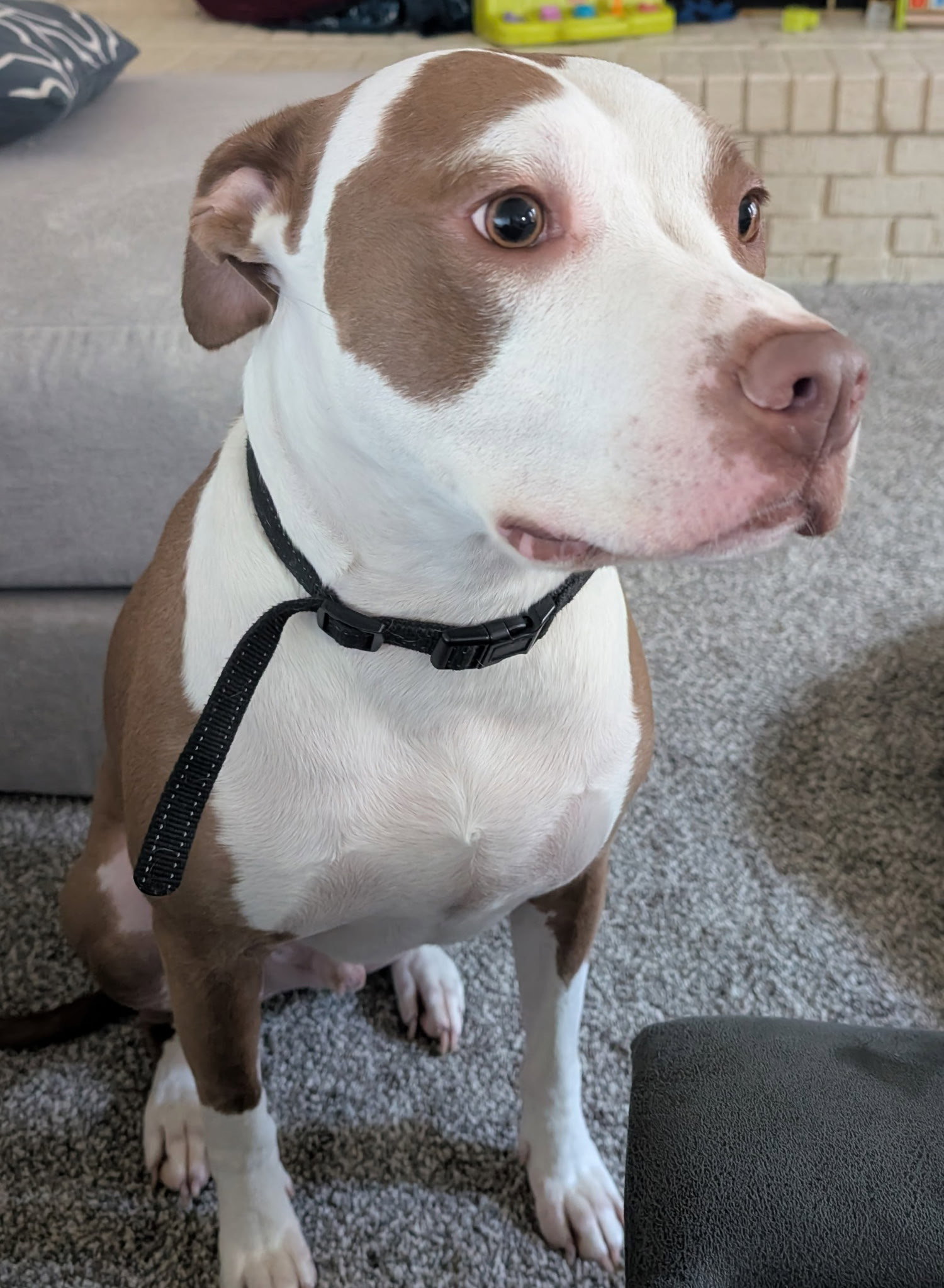 Pit Bull