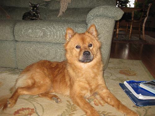 Meisha-ADOPTED 01.01.10