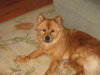 Meisha-ADOPTED 01.01.10