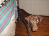 Reese - ADOPTED 12.15.09