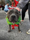 Wiggins - ADOPTED 01.19.25