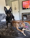 Tu - Perry (Bonded Pair) - ADOPTED 09.27.24