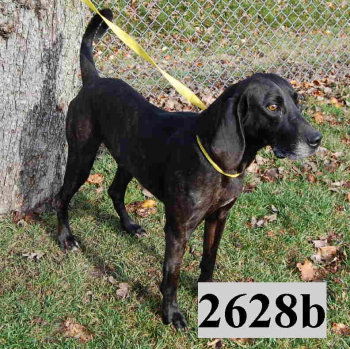 Mattie - ADOPTED 4/2010