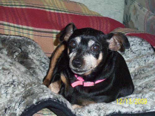 Piglet-Adopted 4/18/10
