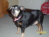 Piglet-Adopted 4/18/10