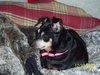Piglet-Adopted 4/18/10