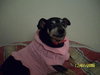 Piglet-Adopted 4/18/10