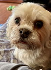 Bodie - ADOPTED 06.01.24