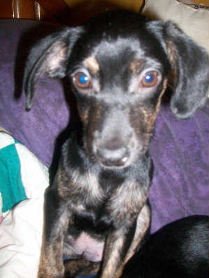 Romper-ADOPTED