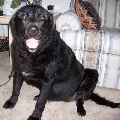 Sheba - ADOPTED 04.05.10