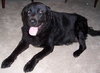 Sheba - ADOPTED 04.05.10