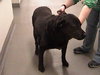 Sheba - ADOPTED 04.05.10