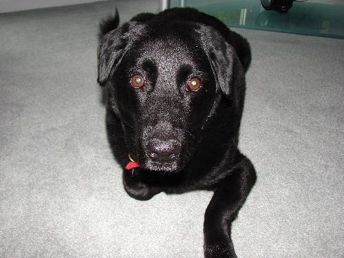 Marlo - ADOPTED 08.18.10