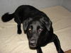 Marlo - ADOPTED 08.18.10