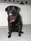 Marlo - ADOPTED 08.18.10