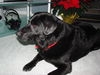 Marlo - ADOPTED 08.18.10