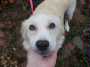 Noel - ADOPTED