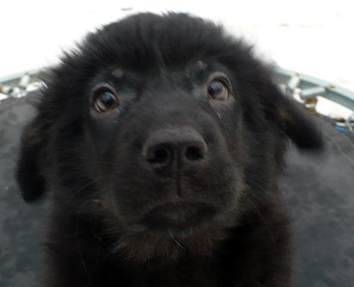 Nigel-ADOPTED