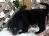 Nigel-ADOPTED