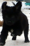 Nigel-ADOPTED