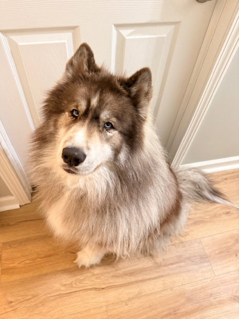 Alaskan Malamute