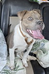 Butterball - ADOPTED 06.23.24