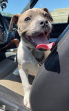 Butterball - ADOPTED 06.23.24