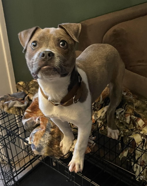 Butterball - ADOPTED 06.23.24