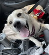 Bones - ADOPTED 06.25.24