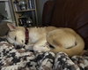 Bones - ADOPTED 06.25.24