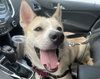 Bones - ADOPTED 06.25.24