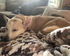 Bones - ADOPTED 06.25.24
