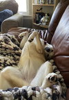 Bones - ADOPTED 06.25.24