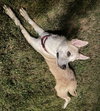 Bones - ADOPTED 06.25.24