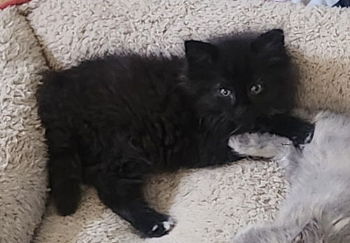Nf Litter Astro - ADOPTED 07.27.24