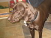 Figgy - ADOPTED 12.30.09