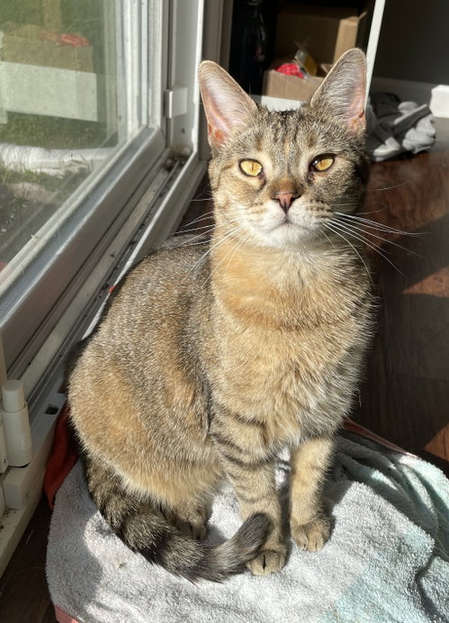 Minnow