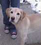 Nina-ADOPTED