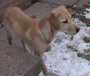 Nina-ADOPTED