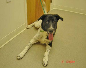 Ripley-adopted 4/17/10