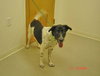 Ripley-adopted 4/17/10