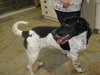 Ripley-adopted 4/17/10